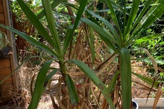 Giving away: Donne Yucca