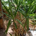 Giving away: Donne Yucca