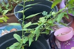 Sales: Nectarinier
