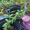 Sales: Nectarinier