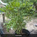 Sales: Grenadier