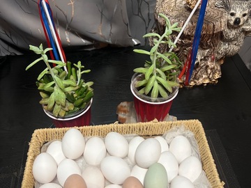Selling with In-person Payment: Farm Fresh Chicken Eggs (Mentone, CA)