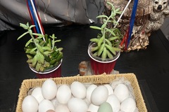 Selling with In-person Payment: Farm Fresh Chicken Eggs (Mentone, CA)