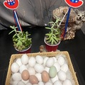 Selling with In-person Payment: Farm Fresh Chicken Eggs (Mentone, CA)