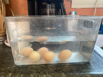 Selling with In-person Payment: Best chicken eggs in town (Wake Forest, NC)