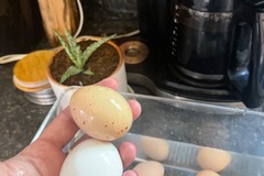 Selling with In-person Payment: Best chicken eggs in town (Wake Forest, NC)