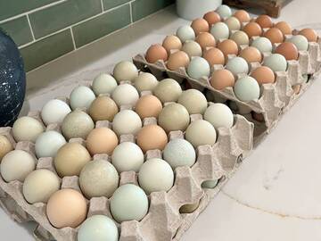 Selling with In-person Payment: East Texas Farm Fresh Chicken Eggs (Lindale, TX)