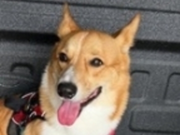   : Appa