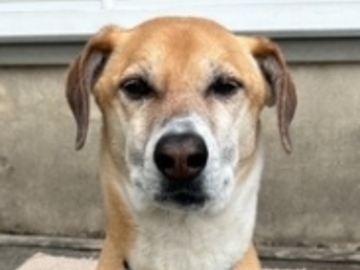  : Brownie