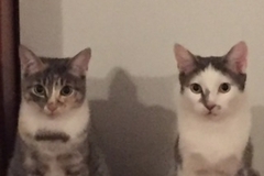   : Porkchop & Chicken