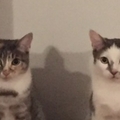   : Porkchop & Chicken