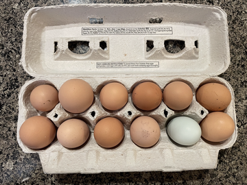 Selling with In-person Payment: Organic Pasture Raised Chicken Eggs (Medford, OR)
