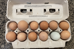 Selling with In-person Payment: Organic Pasture Raised Chicken Eggs (Medford, OR)