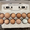 Selling with In-person Payment: Organic Pasture Raised Chicken Eggs (Medford, OR)