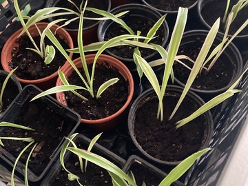 Vente: Bouture Plante chlorophytum