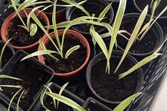 Sales: Bouture Plante chlorophytum