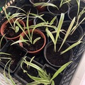 Sales: Bouture Plante chlorophytum