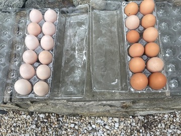 Selling with In-person Payment: Farm Fresh Chicken Eggs (Sparta, NJ)