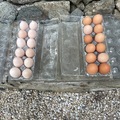 Selling with In-person Payment: Farm Fresh Chicken Eggs (Sparta, NJ)