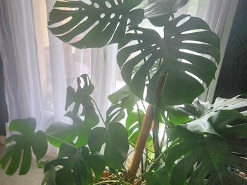 Vente: Monstera 