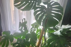 Sales: Monstera 