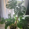 Sales: Monstera 