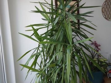 Vente: Yucca 2.30m