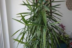 Sales: Yucca 2.30m