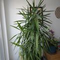 Sales: Yucca 2.30m
