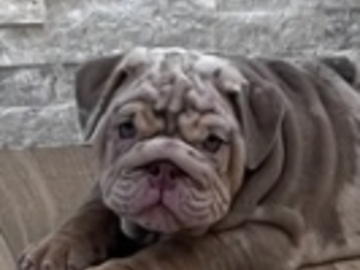   : Sumo