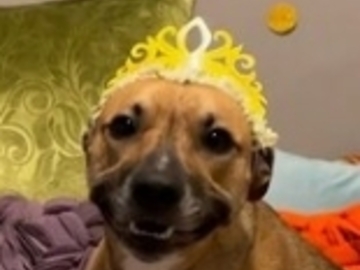   : Willow