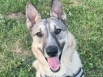   : Bodhi