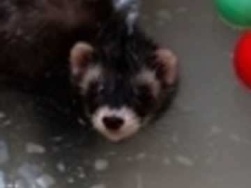   : Polar, Bear, and Possum
