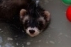   : Polar, Bear, and Possum