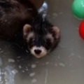   : Polar, Bear, and Possum