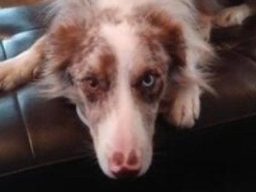   : Pita