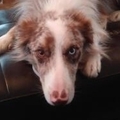   : Pita