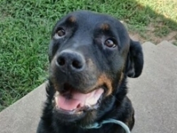   : Koda