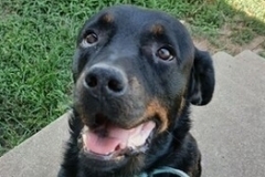   : Koda