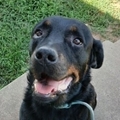   : Koda