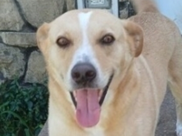   : Nala