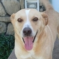   : Nala