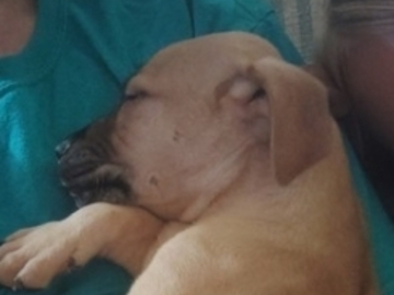   : Pitbull Puppies