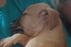   : Pitbull Puppies