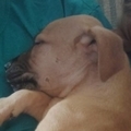   : Pitbull Puppies