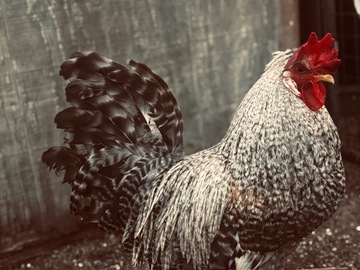 Selling with online payment: Easter Egger Hatching Eggs NPIP
