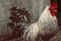 Selling with online payment: Easter Egger Hatching Eggs NPIP