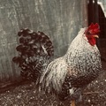 Selling with online payment: Easter Egger Hatching Eggs NPIP