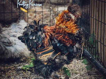 Selling with online payment: Silkie Hatching Eggs NPIP