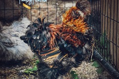 Selling with online payment: Silkie Hatching Eggs NPIP